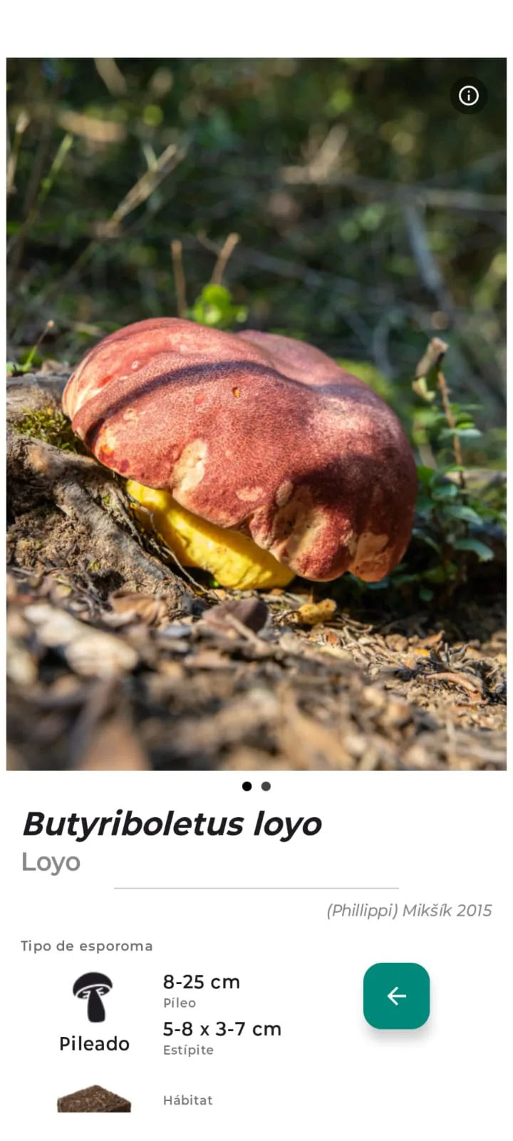 Ficha técnica de Butyriboletus loyo