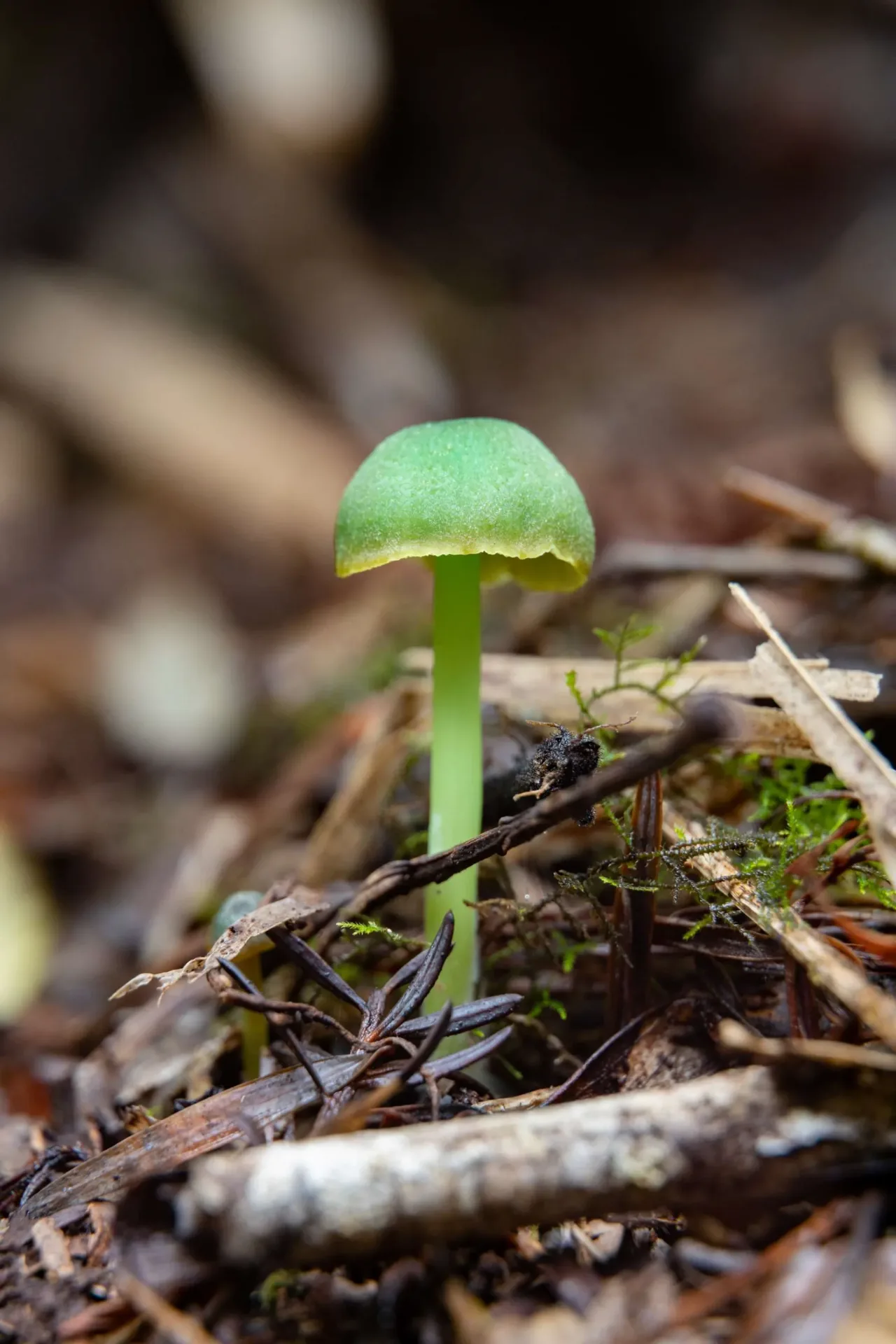Entoloma necopinatum en el suelo del bosque